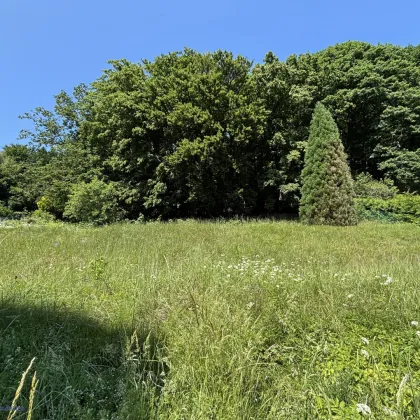 SCHULTZ IMMOBILIEN - Traumhafte(s) Baugrundstück(e) in Mauerbach – Gesamtfläche ca. 1.771 m² bestehend aus 2 nebeneinander liegenden Grundstücken - ab € 324.500,- - Bild 2