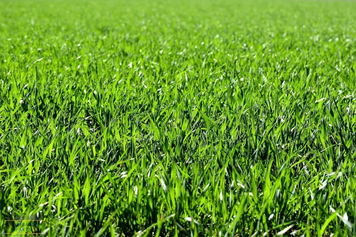 ca. 366 m² Wohnnutzfläche erzielbar! Ideales Baugrundstück für 2 Doppelhaushälften! Stammersdorf - Bild 1