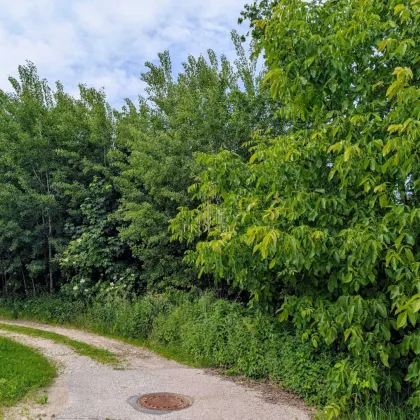 Traumhaftes Baugrundstück in Buchkirchen – 1.340 m² für Ihr Eigenheim oder als Bauträgerprojekt! - Bild 2