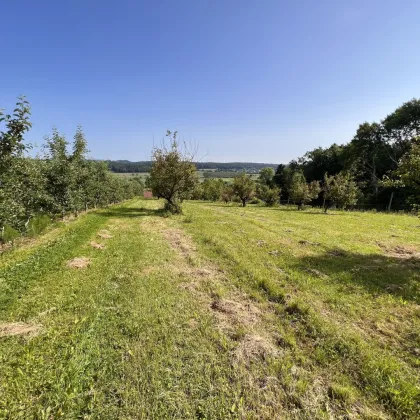 Landwirtschaftliche Fläche mit Obstbaukulturen ca. 1,2 ha zu verkaufen. - Bild 2