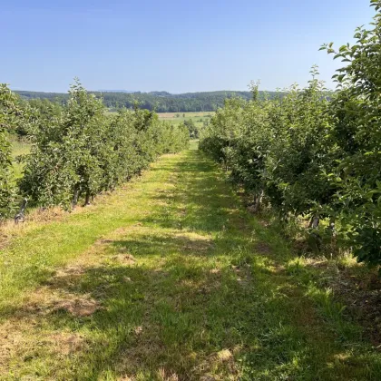 Landwirtschaftliche Fläche mit Obstbaukulturen ca. 1,2 ha zu verkaufen. - Bild 3
