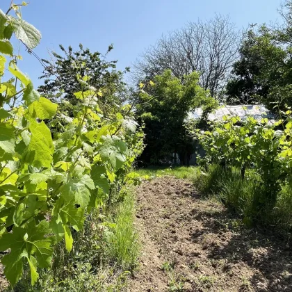 *ABSOLUTES UNIKAT* - Einzigartiges GARTENHAUS mit eigenem Weingarten in Oberlaa - Bild 3