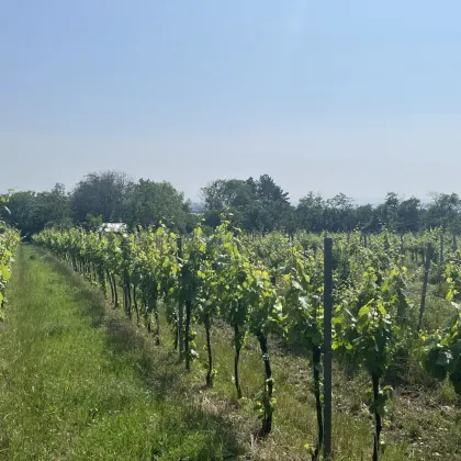 *ABSOLUTES UNIKAT* - Einzigartiges GARTENHAUS mit eigenem Weingarten in Oberlaa - Bild 2