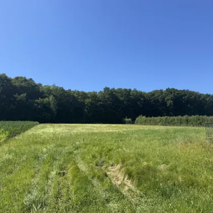 Traumhaftes Baugrundstück in sonniger Lage – flexibel teilbar von ca. 900 m² bis 4.500 m² - Bild 2