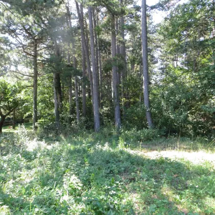 Baugrund in Maiersdorf (Hohe Wand) - Bild 2