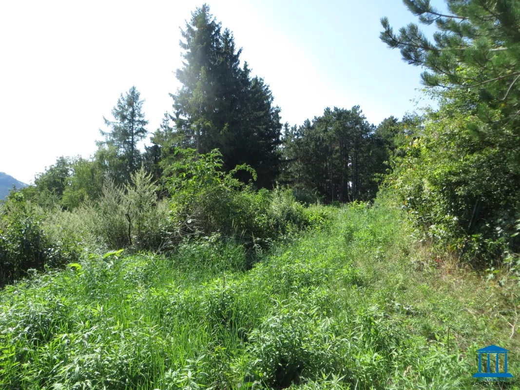 Baugrund in Maiersdorf (Hohe Wand) - Bild 1
