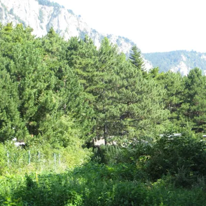 Baugrund in Maiersdorf (Hohe Wand) - Bild 3
