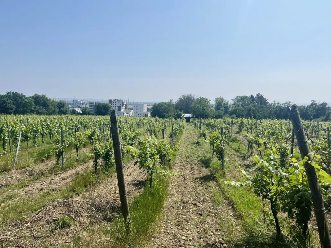 *ABSOLUTES UNIKAT* - Einzigartiges GARTENHAUS mit eigenem Weingarten in Oberlaa - Bild 1