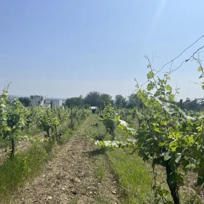 *ABSOLUTES UNIKAT* - Einzigartiges GARTENHAUS mit eigenem Weingarten in Oberlaa - Bild 3
