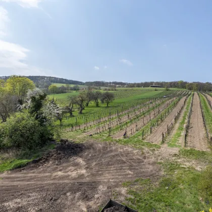 +NEU+ TRAUMHAFTE BAUGRUNDSTÜCKE FÜR EINFAMILIEN-/DOPPELHÄUSER IN KRITZENDORF! - Bild 2