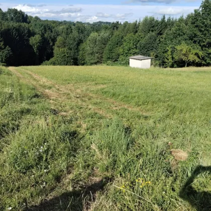 Sonniges Grundstück mit Wiese und Wald in Ruhelage in der Thermenregion! - Bild 2
