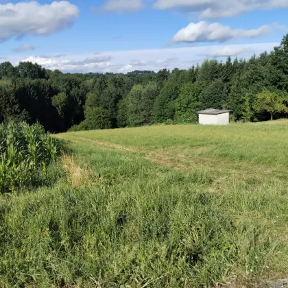 Sonniges Grundstück mit Wiese und Wald in Ruhelage in der Thermenregion! - Bild 3
