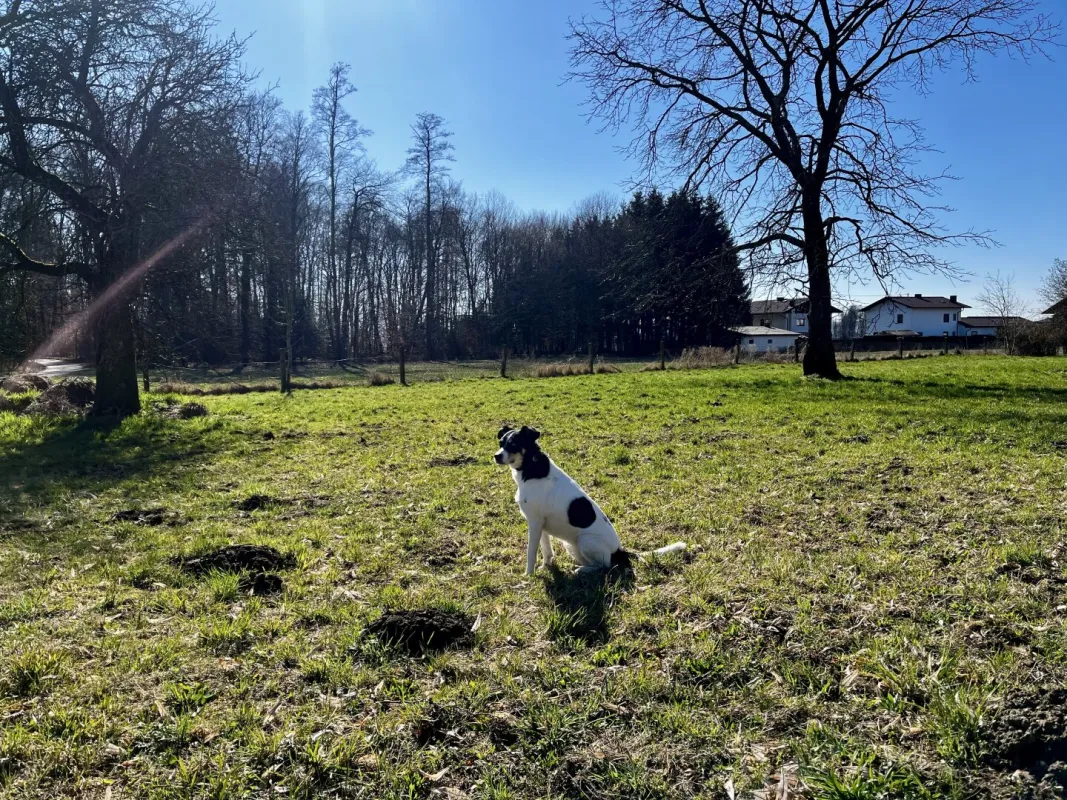 Baugrundstücke in St. Pantaleon, sehr schön gelegen - Bild 1