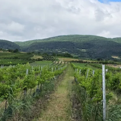 Entzückendes Knusperhäuschen zwischen Weinberg und Wienerneustädterkanal - Bild 2