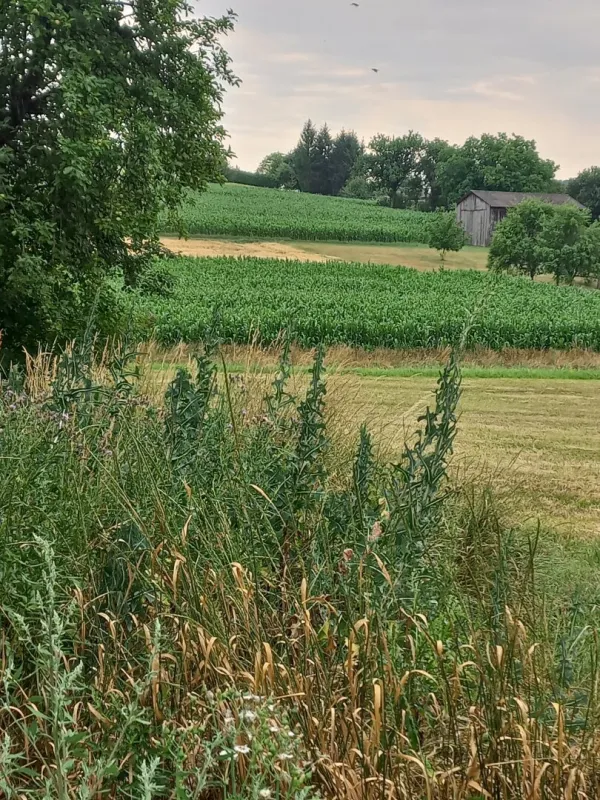 Bauernhaus mit großem Grundstück in Harmisch - Bild 1