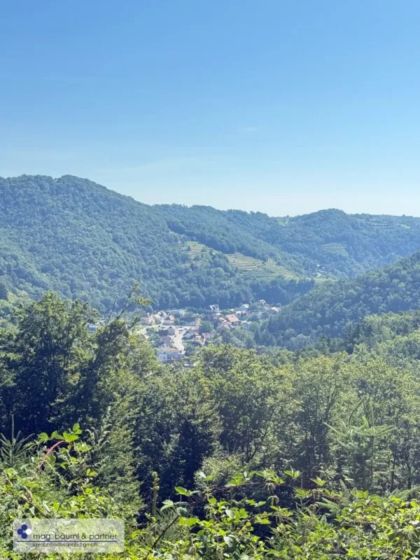 Mischwald mit Zufahrt und  Aussicht - Bild 1