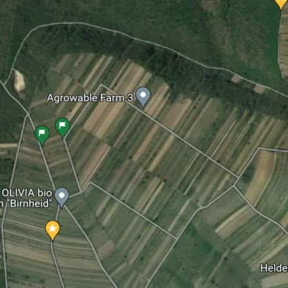 Landwirtschaftlich genutzte Grünflächen in Mörbisch - Bild 3