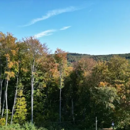 Wienerwald Südhang: Einfamilienhaus mit Potenzial in Mauerbach an der Stadtgrenze Wiens (2 km) - Bild 2