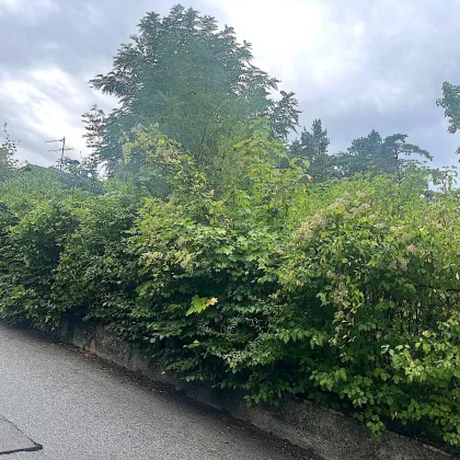 Baugrund in Klosterneuburg – Weidling  1.793 m² Grundstücksfläche | Altbestand vorhanden | teilbar !! - Bild 2