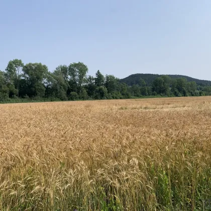 Weitläufige Agrarfläche mit erträgnisreichem Boden in besonderer Lage - Bild 3