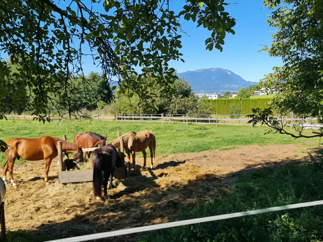 Einzigartiges Paradies für Mensch und Tier in herrlicher Aussichtslage - Bild 1