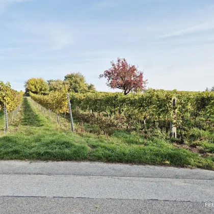 Verwirklichen Sie Ihre Wohnträume – vis-à-vis vom Weinberg und nahe dem Marchfeldkanal in Stadtrandlage! - Bild 2