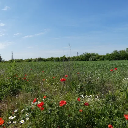 ECKGRUNDSTÜCK INMITTEN SCHÖNER NATUR NÄHE WIEN BRATISLAVA - Bild 2