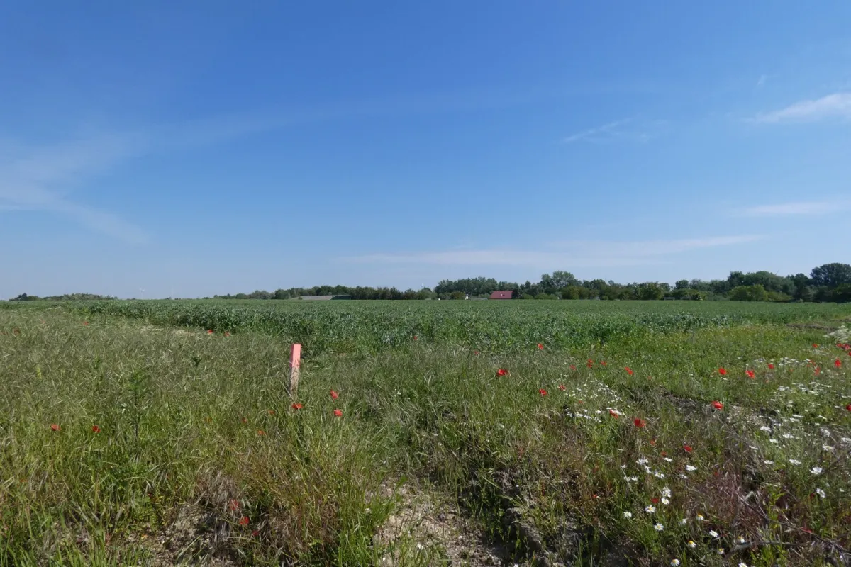 ECKGRUNDSTÜCK INMITTEN SCHÖNER NATUR NÄHE WIEN BRATISLAVA - Bild 1