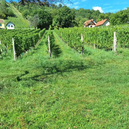 Eisenberg: Uriger Holzkeller mit Weingarten! - Bild 2