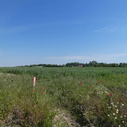 NATURNAH NEUE SIEDLUNG NÄHE WIEN BRATISLAVA - Bild 2