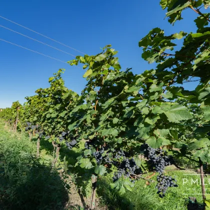 Sonnenseite Österreichs++Willkommen in  7122 Gols – dem Ort, wo der Wein zuhause ist und das Leben nach Sonne schmeckt++Grundstücksfläche: ca. 889 m²++Tradition, Lebensfreude und Naturverbundenheit - Bild 2