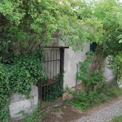 Presshaus in Haugsdorf mit landwirtschaftlichen Grundstücken - Bild 3