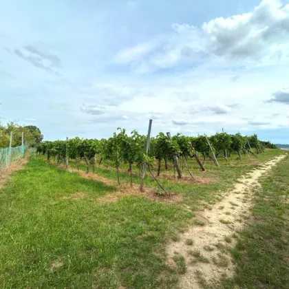 Presshaus in Haugsdorf mit landwirtschaftlichen Grundstücken - Bild 2