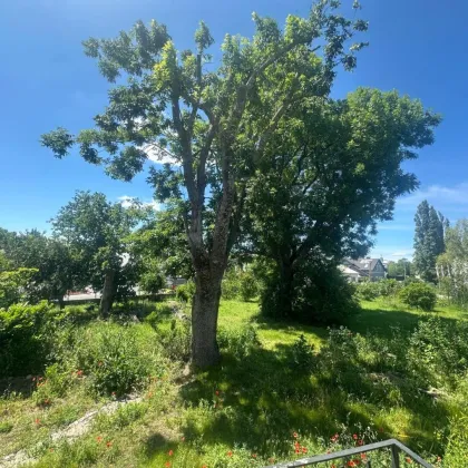 Traiskirchen - Bauträgerprojekt ! 3.770m2 Grundstück mit ehemaligem Schlossobjekt  zu verkaufen - Bild 3