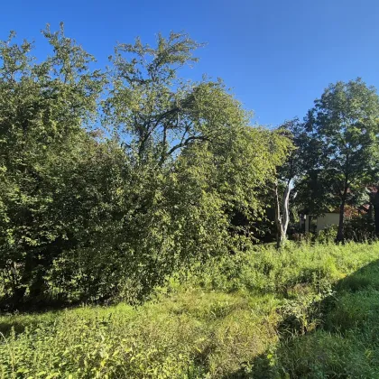 Sonniges Baugrundstück in Grünruhelage - Bild 2