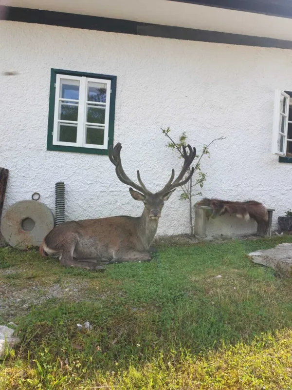 Eigenjagd mit zwei Gutshöfen - Bild 1