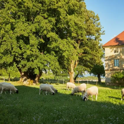 LANDWIRTSCHAFT IN KÄRNTEN MIT GROSSEN STALLUNGEN - Bild 3