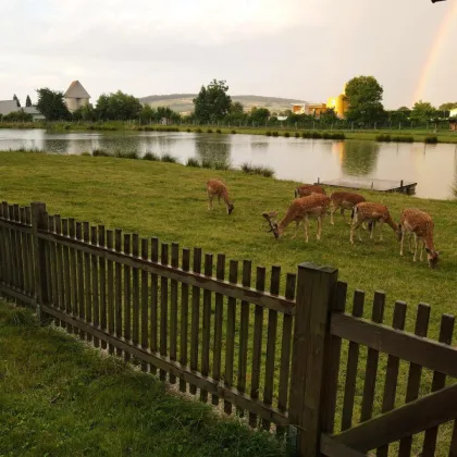 *** IHR PRIVATES PARADIES *** EIGENER FISCHER/BADE-SEE ***  GROSSTIERHALTUNG *** und vieles mehr.... - Bild 2