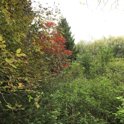 Baugrundstück in ruhiger Lage in Wolfern – kein Bauzwang, kein Bebauungsplan - Bild 3