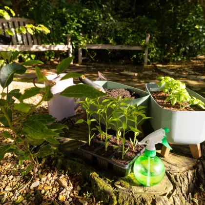 Kleingarten zur Pacht. - Neue Gartenanlage in Planung: Jetzt vormerken lassen! - Bild 2