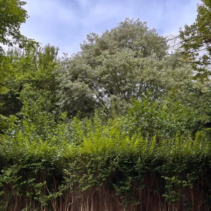 !!!GARTENWOHNUNG!!! Wohnen wie im Park!!! - Bild 3