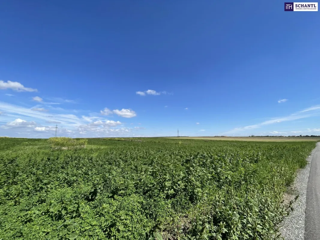 Rarität! Landwirtschaftliches Grundstück zwischen Moosbrunn und Gramatneusiedl– ca. 41.000 m² Ackerfläche zu verkaufen! - Bild 1