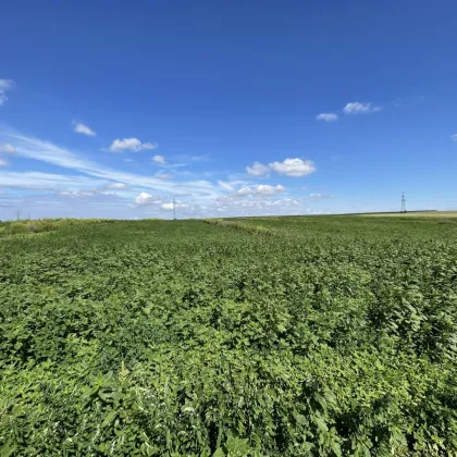 Rarität! Landwirtschaftliches Grundstück zwischen Moosbrunn und Gramatneusiedl– ca. 41.000 m² Ackerfläche zu verkaufen! - Bild 2