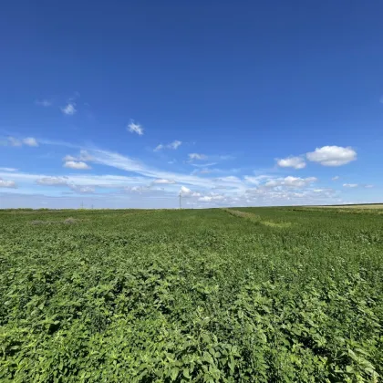 Rarität! Landwirtschaftliches Grundstück zwischen Moosbrunn und Gramatneusiedl– ca. 41.000 m² Ackerfläche zu verkaufen! - Bild 3
