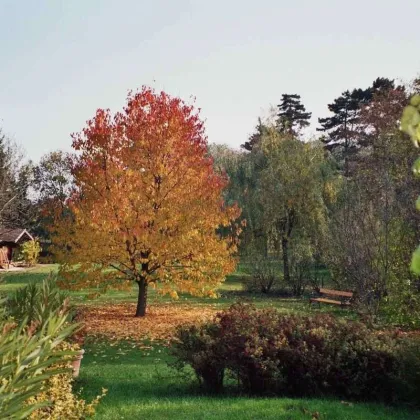 HARMONISCHE PRACHTLIEGENSCHAFT MIT SCHWIMMTEICH - Bild 2