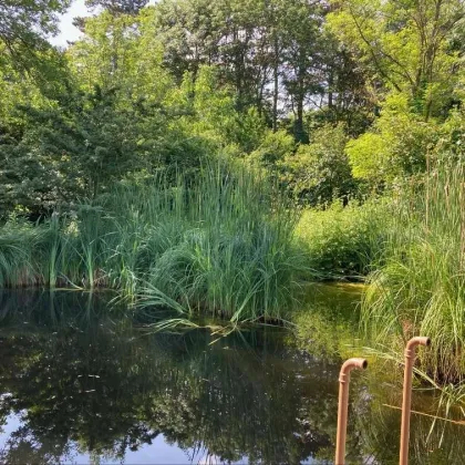 HARMONISCHE PRACHTLIEGENSCHAFT MIT SCHWIMMTEICH - Bild 3