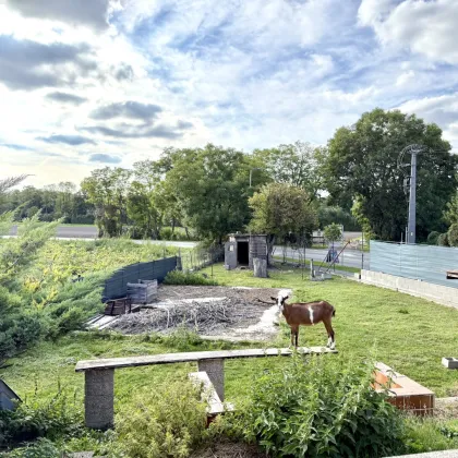 Viel Platz für neue Ideen! Einfamilienhaus mit großem Garten und Weitblick im Wiener Umland! Vielseitig nutzbar! - Bild 3