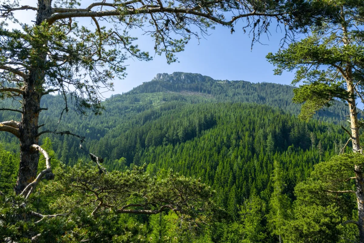 1.000 ha Forstbesitz