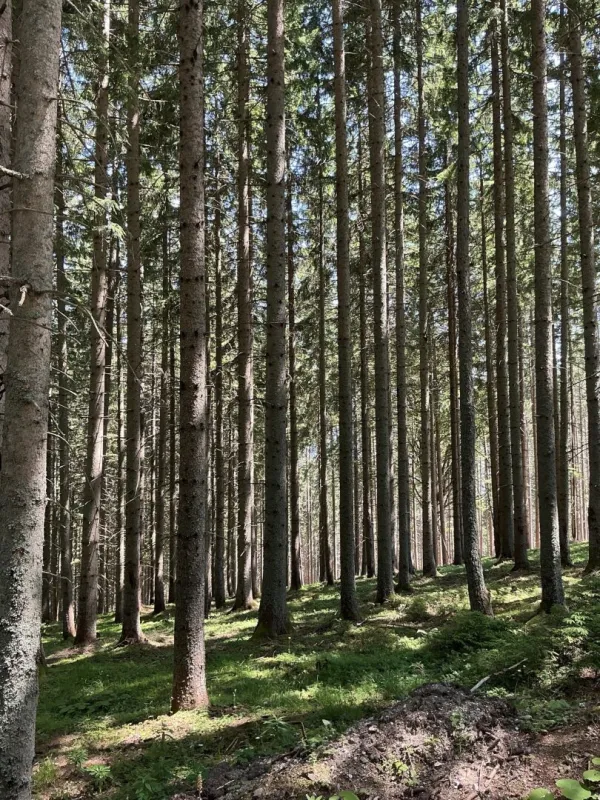 1.000 ha Forstbesitz