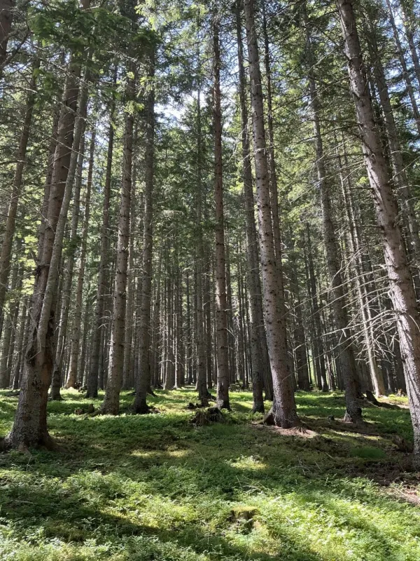 1.000 ha Forstbesitz